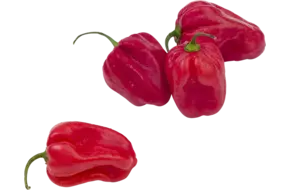 Habanero pepers rood verpakt 250gr